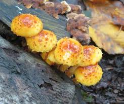 Attēlu rezultāti vaicājumam “Pholiota squarrosoides”