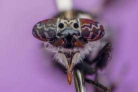 Attēlu rezultāti vaicājumam “Haematopota sp.”