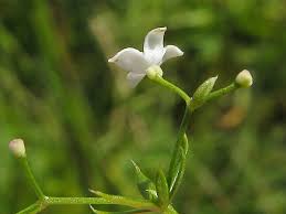 Attēlu rezultāti vaicājumam “Galium uliginosum”