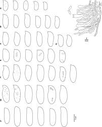 Attēlu rezultāti vaicājumam “Antrodia mellita”