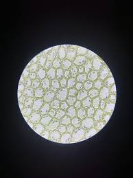 Attēlu rezultāti vaicājumam “Calypogeia azurea macro”