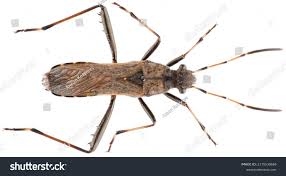 Attēlu rezultāti vaicājumam “Alydus calcaratus”