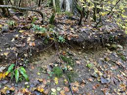 Attēlu rezultāti vaicājumam “Taxiphyllum wissgrillii”