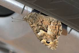 Attēlu rezultāti vaicājumam “Hipparchia semele underside”