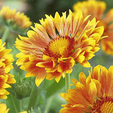 Image result for Gaillardia