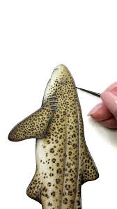 Image result for Stegostoma tigrinum