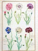 Attēlu rezultāti vaicājumam “Cyanus segetum”