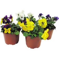 Image result for Hornveilchen