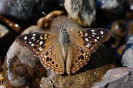 Attēlu rezultāti vaicājumam “Nymphalidae”