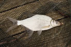 Image result for Abramis brama