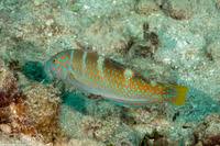 Image result for Halichoeres radiatus