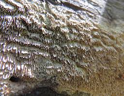 Attēlu rezultāti vaicājumam “Antrodia sinuosa”