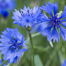 Image result for Centaurea cyanus
