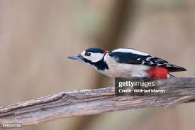 Attēlu rezultāti vaicājumam “Dendrocopos major male”