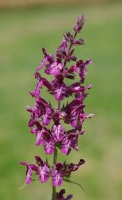 Attēlu rezultāti vaicājumam “Stachys sylvatica”