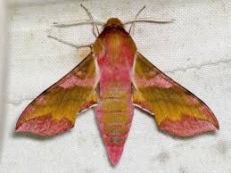 Attēlu rezultāti vaicājumam “Deilephila porcellus”