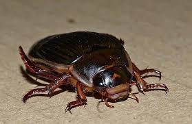 Attēlu rezultāti vaicājumam “Dytiscus dimidiatus”