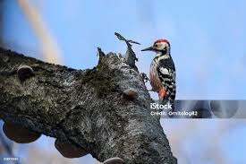 Attēlu rezultāti vaicājumam “Dendrocopos leucotos”
