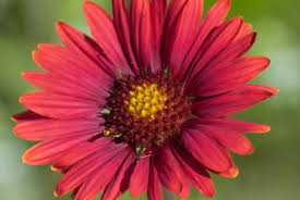 Image result for Gaillardia amblyodon