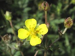 Attēlu rezultāti vaicājumam “Potentilla erecta”