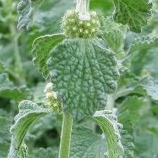 Image result for Marrubium vulgare