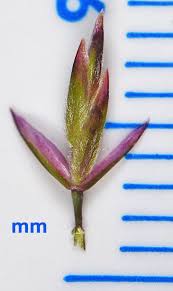 Attēlu rezultāti vaicājumam “Poa remota bud”