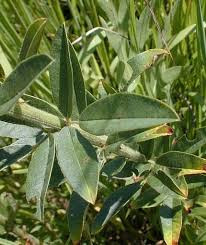 Attēlu rezultāti vaicājumam “Lophozia capitata”