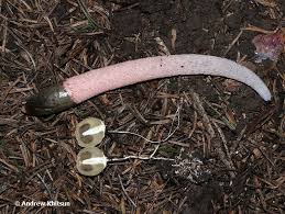 Attēlu rezultāti vaicājumam “Mutinus ravenelii”