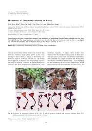 Attēlu rezultāti vaicājumam “Dumontinia tuberosa”