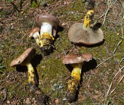 Attēlu rezultāti vaicājumam “Gomphidius glutinosus”