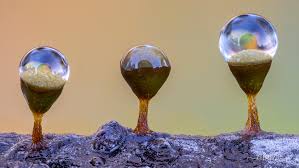 Attēlu rezultāti vaicājumam “Craterium minutum”