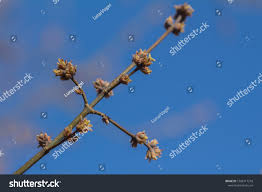 Attēlu rezultāti vaicājumam “Acer negundo bud”