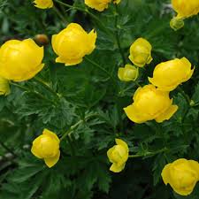 Attēlu rezultāti vaicājumam “Trollius europaeus”