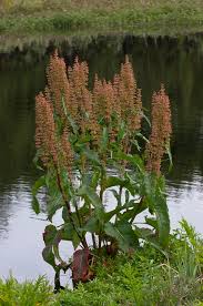 Attēlu rezultāti vaicājumam “Rumex aquaticus”