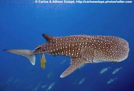 Image result for Rhincodon typus