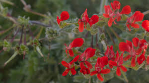 Attēlu rezultāti vaicājumam “Geraniaceae”