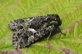 Attēlu rezultāti vaicājumam “Trachea atriplicis”