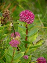 Attēlu rezultāti vaicājumam “Hylotelephium telephium flower”