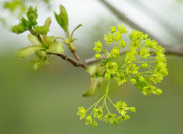 Attēlu rezultāti vaicājumam “Acer platanoides flower”