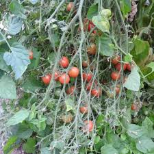 Afbeeldingsresultaat voor rose quartz tomato