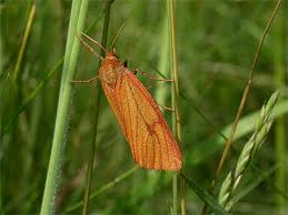 Attēlu rezultāti vaicājumam “Diacrisia sannio larva”