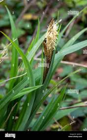 Attēlu rezultāti vaicājumam “Carex acutiformis flower”