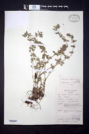 Attēlu rezultāti vaicājumam “Acinos arvensis”