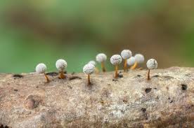 Attēlu rezultāti vaicājumam “Didymium megalosporum macro”