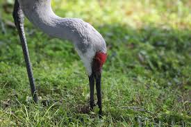 Image result for Grus canadensis