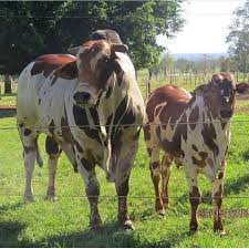 Image result for ganado bovino