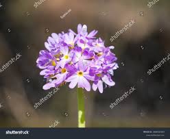 Attēlu rezultāti vaicājumam “Primula farinosa leaf”