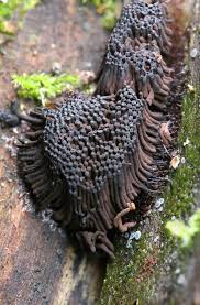 Attēlu rezultāti vaicājumam “Stemonitopsis hyperopta var. landewaldii spores”