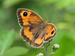 Attēlu rezultāti vaicājumam “Maniola jurtina male”