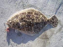 Image result for Paralichthys albigutta